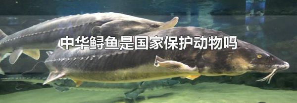 中华鲟鱼是国家保护动物吗