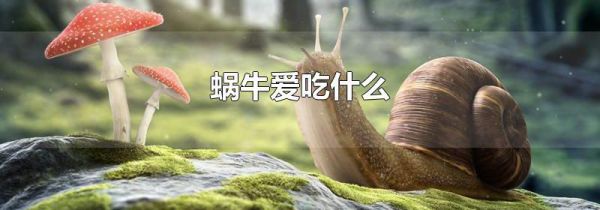 蜗牛爱吃什么
