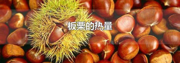 板栗的热量