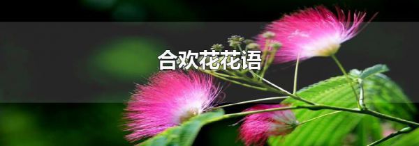 合欢花花语