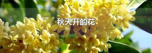 秋天开的花