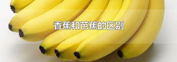 香蕉和芭蕉的区别