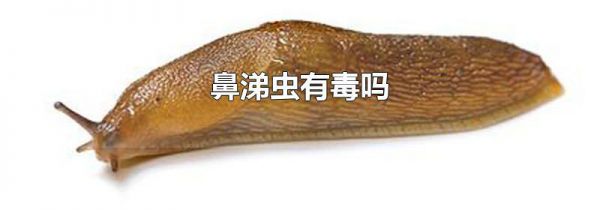 鼻涕虫有毒吗