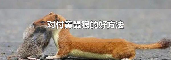 对付黄鼠狼的好方法