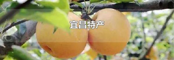 宜昌特产