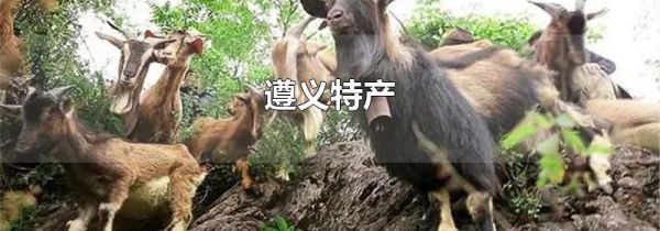遵义特产