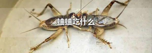 蛐蛐吃什么
