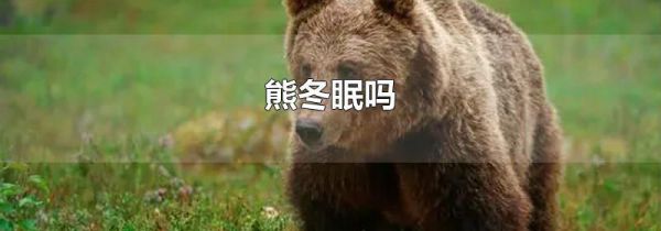 熊冬眠吗