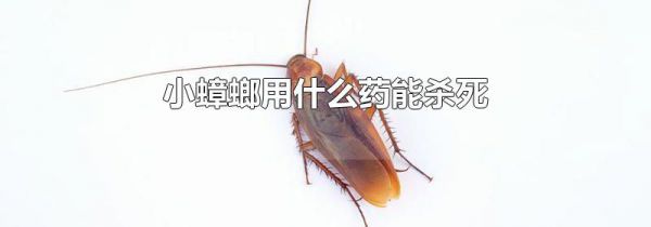 小蟑螂用什么药能杀死