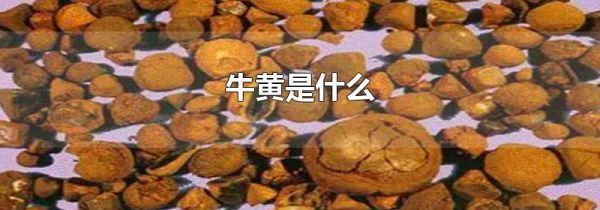 牛黄是什么