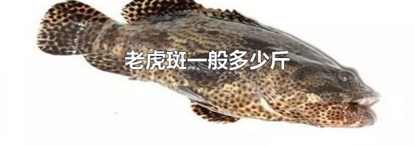 老虎斑一般多少斤