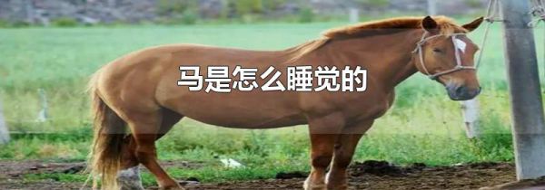 马是怎么睡觉的