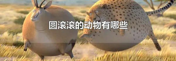 圆滚滚的动物有哪些