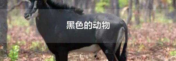 黑色的动物