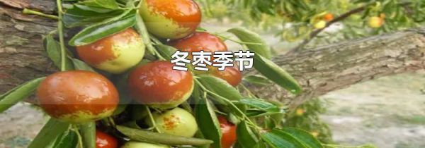 冬枣季节