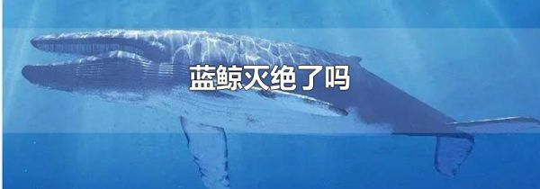 蓝鲸灭绝了吗