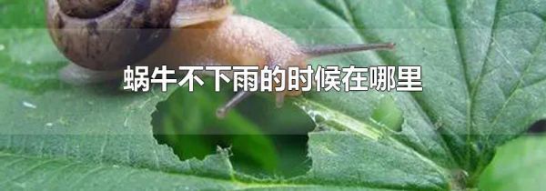 蜗牛不下雨的时候在哪里