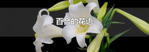 百合的花语