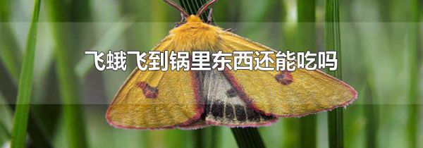 飞蛾飞到锅里东西还能吃吗