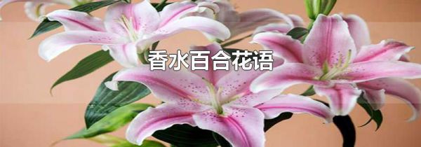 香水百合花语