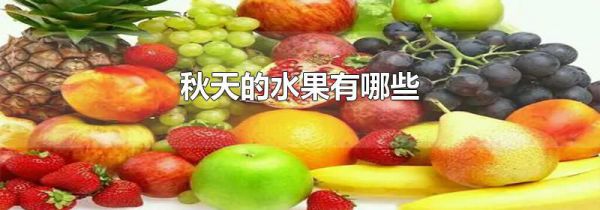 秋天的水果有哪些
