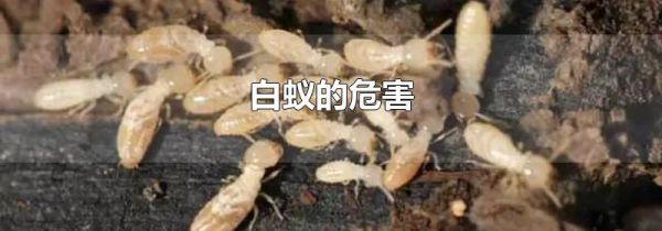 白蚁的危害