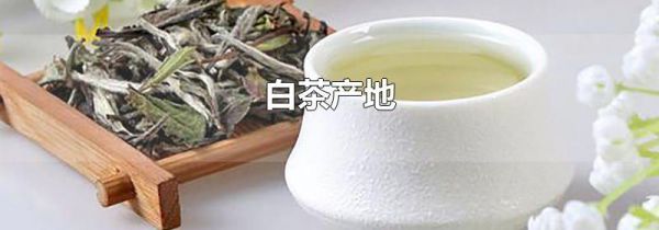 白茶产地