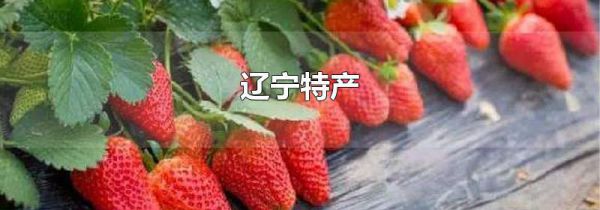 辽宁特产