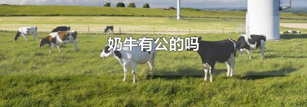 奶牛有公的吗