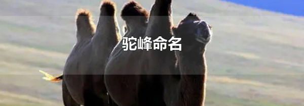 驼峰命名