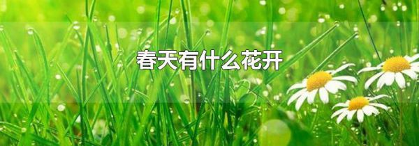 春天有什么花开