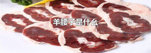 羊腰子是什么