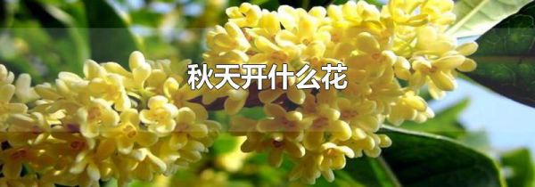 秋天开什么花