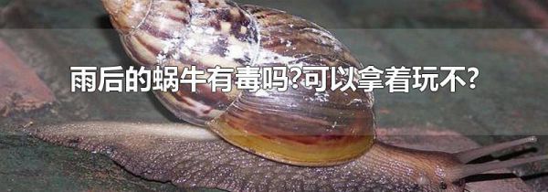 雨后的蜗牛有毒吗?可以拿着玩不?