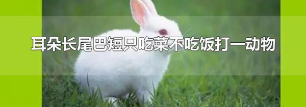 耳朵长尾巴短只吃菜不吃饭打一动物