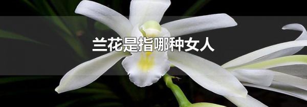 兰花是指哪种女人