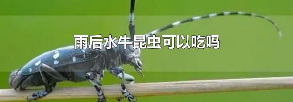 雨后水牛昆虫可以吃吗
