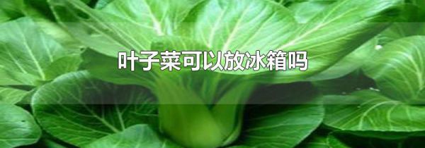 叶子菜可以放冰箱吗