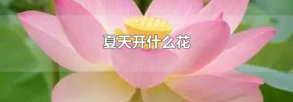 夏天开什么花