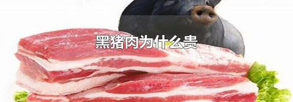 黑猪肉为什么贵
