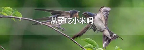 燕子吃小米吗
