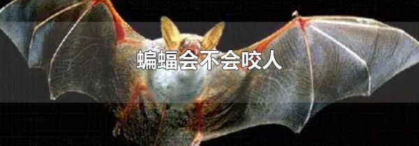 蝙蝠会不会咬人