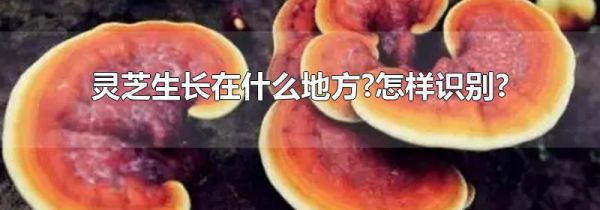 灵芝生长在什么地方?怎样识别?