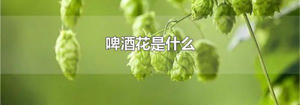 啤酒花是什么