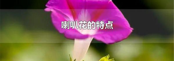 喇叭花的特点