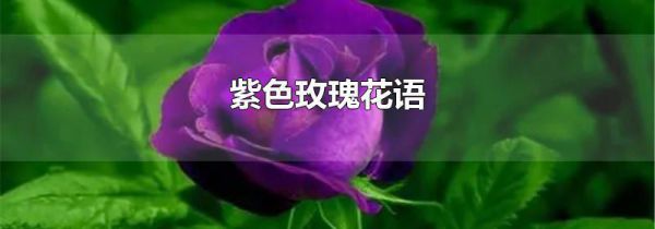 紫色玫瑰花语
