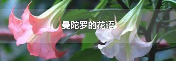 曼陀罗的花语