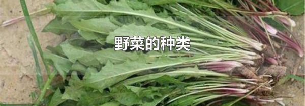 野菜的种类