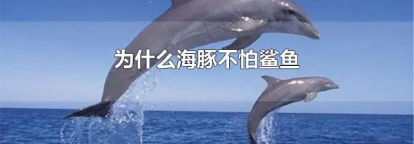 为什么海豚不怕鲨鱼
