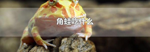 角蛙吃什么